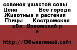 совенок ушастой совы › Цена ­ 5 000 - Все города Животные и растения » Птицы   . Костромская обл.,Вохомский р-н